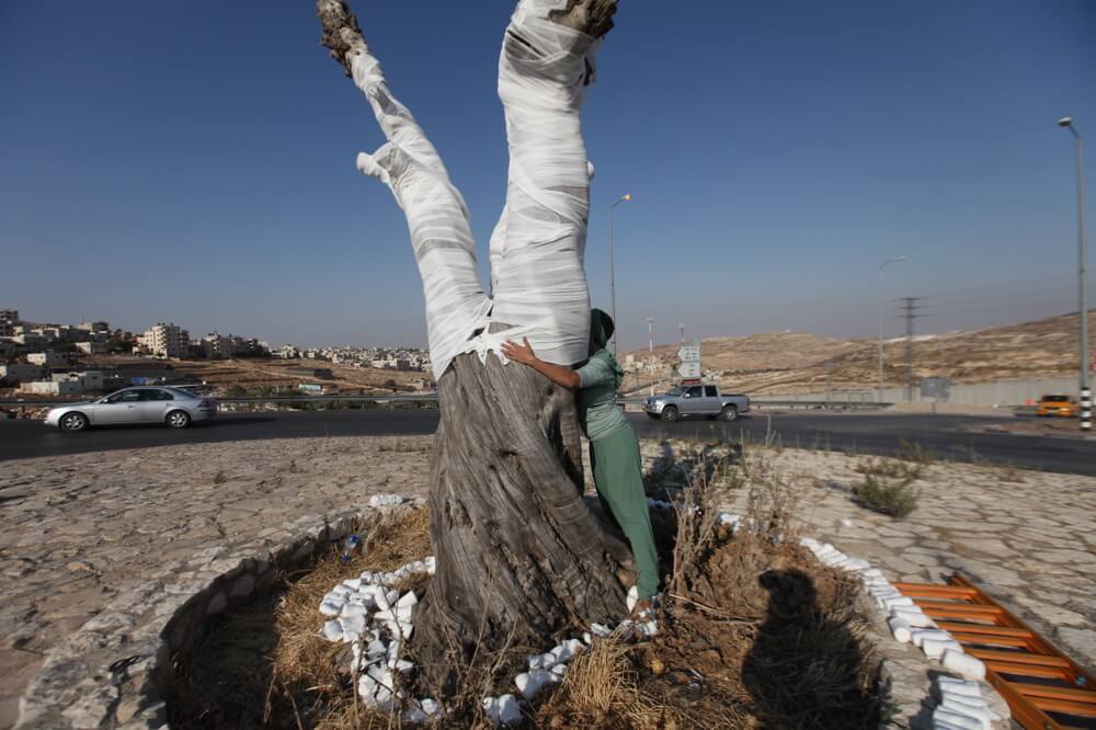 olive tree 008